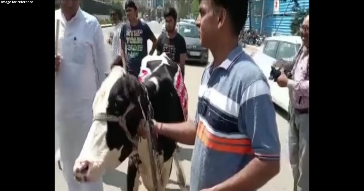 Rajasthan BJP MLA gets cow to assembly, bovine runs away within minutes